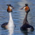 Haubentaucher (Podiceps cristatus)