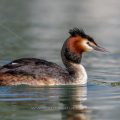 Haubentaucher (Podiceps cristatus)