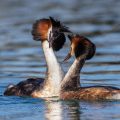 Haubentaucher (Podiceps cristatus)