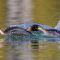 Haubentaucher (Podiceps cristatus)