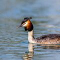 Haubentaucher (Podiceps cristatus)