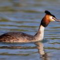 Haubentaucher (Podiceps cristatus)