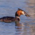Haubentaucher (Podiceps cristatus)