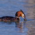 Haubentaucher (Podiceps cristatus)