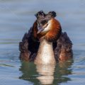 Haubentaucher (Podiceps cristatus)