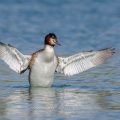 Haubentaucher (Podiceps cristatus)