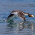 Haubentaucher (Podiceps cristatus)