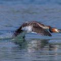 Haubentaucher (Podiceps cristatus)