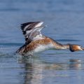 Haubentaucher (Podiceps cristatus)