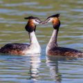 Haubentaucher (Podiceps cristatus)