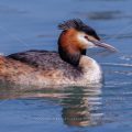 Haubentaucher (Podiceps cristatus)