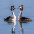 Haubentaucher (Podiceps cristatus)