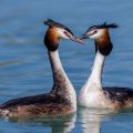 Haubentaucher (Podiceps cristatus)