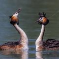 Haubentaucher (Podiceps cristatus)