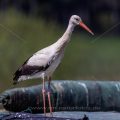 Weißstorch (Ciconia ciconia)
