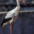 Weißstorch (Ciconia ciconia)