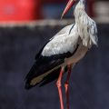 Weißstorch (Ciconia ciconia)
