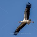 Weißstorch (Ciconia ciconia)