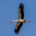 Weißstorch (Ciconia ciconia)