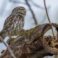 Steinkauz (Athene noctua)