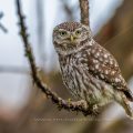 Steinkauz (Athene noctua)