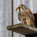 Turmfalke (Falco tinnunculus) Männchen mit Maulwurfsgrille