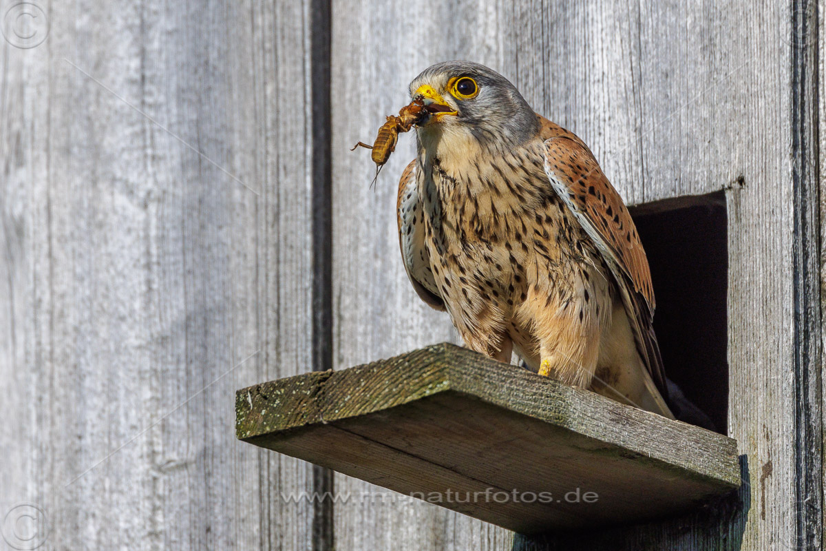 Turmfalke (Falco tinnunculus) Männchen mit Maulwurfsgrille
