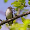 Halsbandschnäpper (Ficedula albicollis) Weibchen mit Nistmaterial