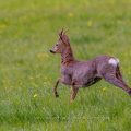 Rehbock (Capreolus capreolus)