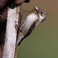 Halsbandschnäpper (Ficedula albicollis) Weibchen mit Nistmaterial