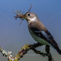 Halsbandschnäpper (Ficedula albicollis) Weibchen mit Nistmaterial