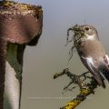 Halsbandschnäpper (Ficedula albicollis) Weibchen mit Nistmaterial