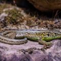 Zauneidechse (Lacerta agilis) Weibchen