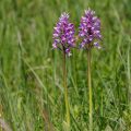 Helmknabenkraut (Orchis militaris)