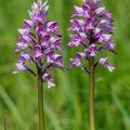 Helmknabenkraut (Orchis militaris)
