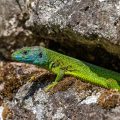 (Lacerta bilineata)