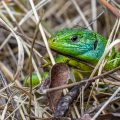 Westliche Smaragdeidechse (Lacerta bilineata)