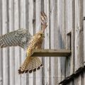 Turmfalke (Falco tinnunculus) Weibchen