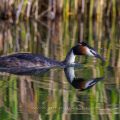 Haubentaucher (Podiceps cristatus)