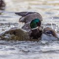 Stockente (Anas platyrhynchos) Männchen streiten sich