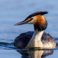 Haubentaucher (Podiceps cristatus)
