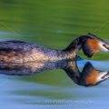 Haubentaucher (Podiceps cristatus)