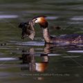 Haubentaucher (Podiceps cristatus)
