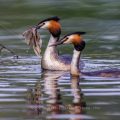 Haubentaucher (Podiceps cristatus)