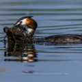 Haubentaucher (Podiceps cristatus)