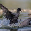 Bläßhühner (Fulica atra) streiten sich