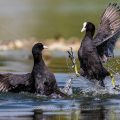 Bläßhühner (Fulica atra) streiten sich