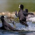 Bläßhühner (Fulica atra) streiten sich