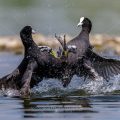 Bläßhühner (Fulica atra) streiten sich