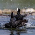 Bläßhühner (Fulica atra) streiten sich